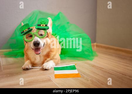Divertente corgi cane in costume, vacanza irlandese, St. Patrick's Day, bicchieri, shamrock, bandiera d'Irlanda, Foto Stock