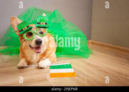 Divertente corgi cane in costume, vacanza irlandese, St. Patrick's Day, bicchieri, shamrock, bandiera d'Irlanda, gonna. Foto Stock