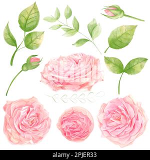 Roses acquerello Romanic Clipart isolamenti in foglia per il design Foto Stock