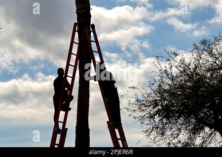 Galveston, Texas, USA - Febbraio 2023: Silhouette di tecnici telefonici che lavorano su scale Foto Stock