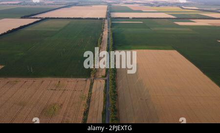 Vista panoramica di molti campi agricoli seminato con grano maturo e varie piante verdi agricole, e una strada con auto che guidano tra di loro in una serata estiva. Vista aerea del drone. Vista dall'alto. Foto Stock