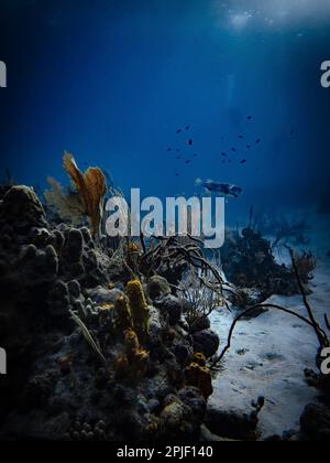 Porcupinefish che risplenderà al tramonto serale sulla barriera corallina poco profonda nell'Oceano Atlantico, Exuma Keys, Bahamas Foto Stock