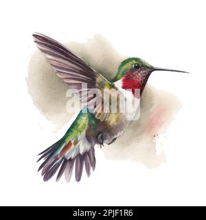 Schizzo vettoriale di acquerello di un colibrì. Illustrazione vettoriale per biglietti d'auguri, inviti e altri progetti di stampa e web. Illustrazione Vettoriale