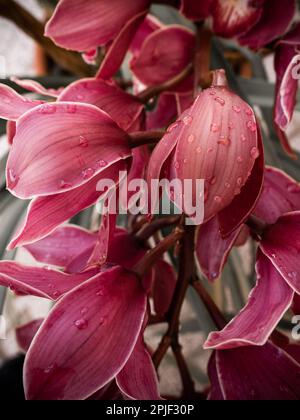 Un gambo di fiore o punta con le orchidee rosse australiane del Cymbidium o la seta nera del Cymbidium con le goccioline d'acqua sui petali. Messa a fuoco selettiva Foto Stock