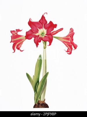 Amaryllis Solandriflora o Johnsoni. Tavola del libro "Una selezione di piante esandriane, appartenenti agli ordini naturali Amaryllidae e Liliacae" fr Foto Stock