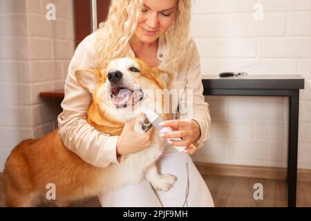 donna taglia artigli di cane, corgi marrone, carino. Cura degli animali, amore. Forbici, regolacapelli, rifiniture elettriche. Foto Stock