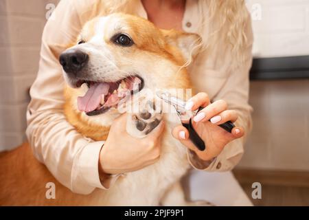 donna taglia artigli di cane, corgi marrone, carino. Cura degli animali, amore. Forbici, regolacapelli, rifinisci. Foto Stock