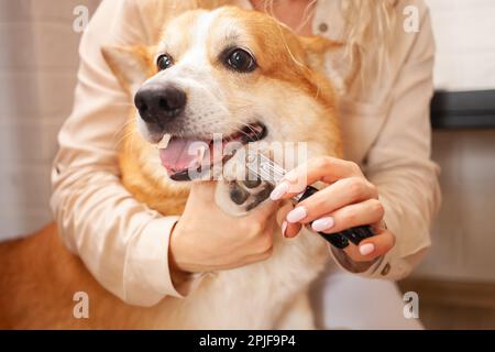 donna taglia artigli di cane, corgi marrone. Cura degli animali, amore. Forbici, regolacapelli, rifinisci. divertente Foto Stock