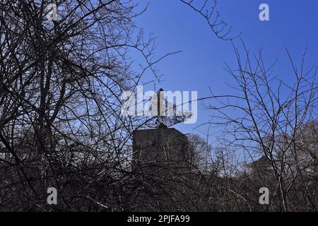 Antenna radar abbandonata, Camp Hero state Park, ex base dell'esercito e dell'aeronautica degli Stati Uniti, Montauk, Long Island, NY Foto Stock