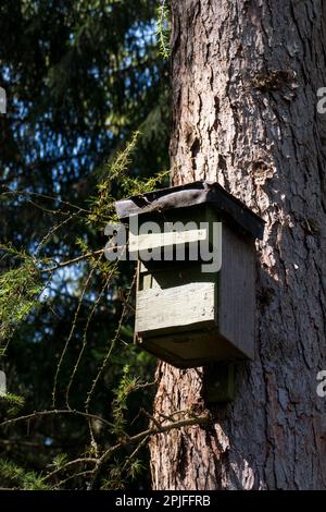 Vogelhaus, Nistkasten hängt hoch oben an einem Baumstamm im Wald Foto Stock