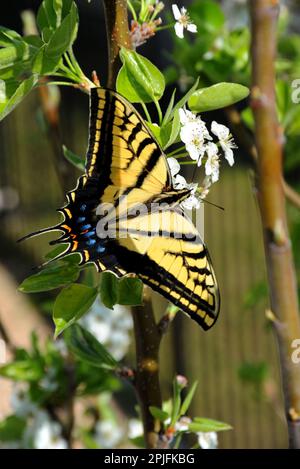 Questa bella farfalla Swallowtail ama fare festa sui fiori di un pero in primavera. Foto Stock