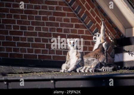 Un ritratto di tre lemuri dalla coda ad anello seduti su un tetto. Alcuni dei mammiferi sono appena seduti intorno e giocare, l'altro è solo guardare aroun Foto Stock