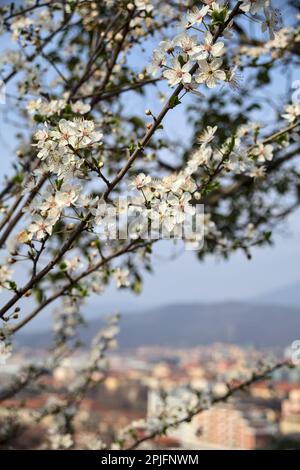 Rami di prugna in fiore visti da vicino con il cielo come sfondo Foto Stock