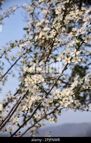 Rami di prugna in fiore visti da vicino con il cielo come sfondo Foto Stock