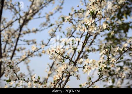 Rami di prugna in fiore visti da vicino con il cielo come sfondo Foto Stock