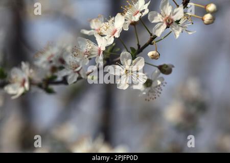 Rami di prugna in fiore visti da vicino con il cielo come sfondo Foto Stock