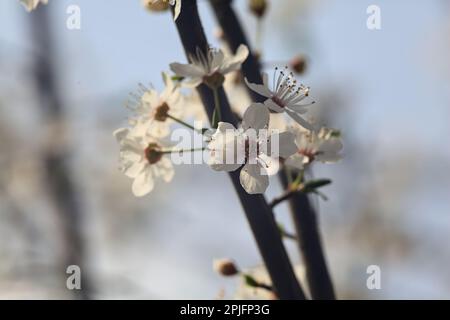 Rami di prugna in fiore visti da vicino con il cielo come sfondo Foto Stock