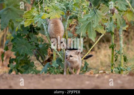 Cuccioli di volpe bengala (Vulpes bengalensis), conosciuta anche come la volpe indiana, osservata vicino a Nalsarovar nel Gujarat, India Foto Stock