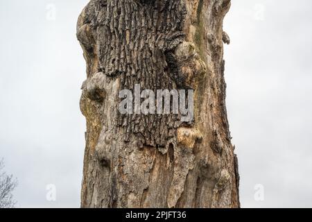 Corteccia aggrappata al vecchio tronco di albero morto marcio Foto Stock