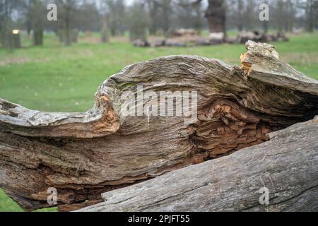 Albero morto con uccelli e insetti che lo rendono la loro casa con un sacco di buchi di marciume e boscaiolo Foto Stock