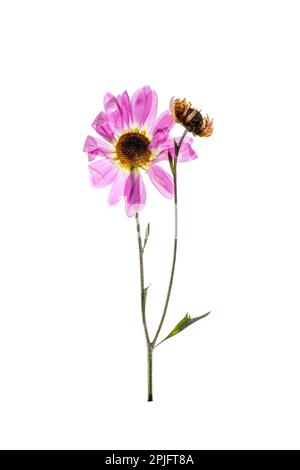 Un rametto di un fiore secco di un erbario su sfondo bianco Foto Stock