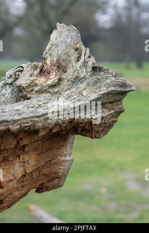 Brutto albero putrefazione nature tocco artistico Foto Stock