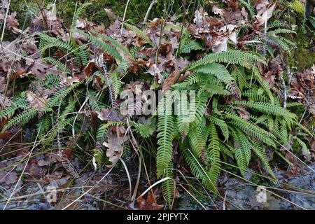 Primo piano naturale su una felce sempreverde, struthiopteris spicant nella foresta Foto Stock