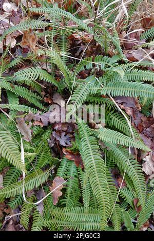 Primo piano naturale su una felce sempreverde, struthiopteris spicant nella foresta Foto Stock