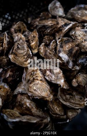 Francia, Bretagna, Saint-Meloir-des-Ondes il 2022-06-15. Relazione sulla famiglia Boutrais, azienda di ostriche, allevamento ostriche nel Mont Saint-Mah Foto Stock