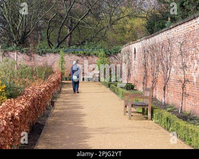 Signora anziana che cammina lungo la parete nord del giardino murato di Kirkleatham in primavera dopo la pioggia Foto Stock