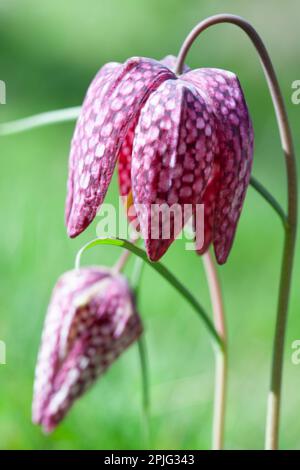 Il caratteristico motivo a scacchiera sui petali di un fiore e bocciolo di fritillario a testa di serpente, in un giardino a Londra. La forma del bocciolo dà il fl Foto Stock