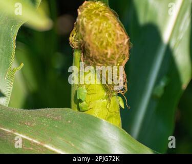 Gli insetti di puzzolente verde del sud si nutrono succhiando i succhi dai noccioli di mais dolce. Zea morde convar. saccarata var. Rugosa, viridula Nezara Foto Stock