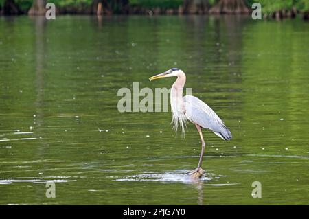 Great Blue Heron - Tennessee Foto Stock