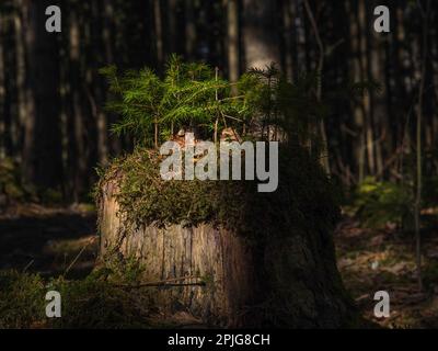 Germoglio di albero da ceppo in Norvegia, 2023 Foto Stock