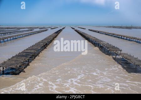 Francia, Bretagna, Saint-Meloir-des-Ondes il 2022-06-15. Relazione sulla famiglia Boutrais, azienda di ostriche, allevamento ostriche nel Mont Saint-Mah Foto Stock