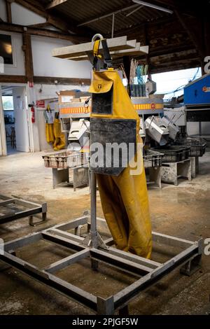 Francia, Bretagna, Saint-Meloir-des-Ondes il 2022-06-15. Relazione sulla famiglia Boutrais, azienda di ostriche, allevamento ostriche nel Mont Saint-Mah Foto Stock