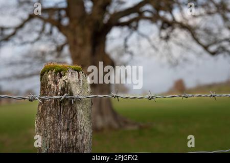 I pali di legno marcio con filo spinato proteggono il vecchio albero di quercia sullo sfondo Eastnor Castle Park Ledbury Foto Stock