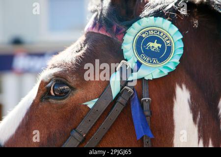 Cavalli, cavalieri e proprietari vengono benedetti e celebrati all'annuale Fair Day di Rosscarbery, nella contea di Cork, Irlanda. Foto Stock