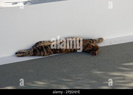 Un gatto si estende vicino a un ristorante a Oia, Santorini, Grecia Foto Stock