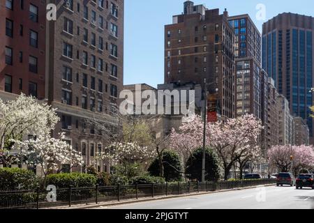 Il mediano a Murray Hill lungo Park Avenue, è colorato con alberi, fiorendo in primavera, 2023, New York City, Stati Uniti Foto Stock