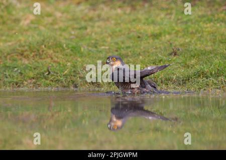 Sparrowhawk (Accipiter nisus) uccello adulto maschio che bagna in uno stagno, Bedfordshire, Inghilterra, Regno Unito Foto Stock
