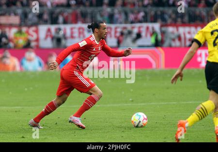 MONACO, Germania. , . 10 Leroy SANƒ, sane, durante la partita di calcio della Bundesliga tra il Bayern Muenchen e il BVB Dortmund presso l'Allianz Arena di Monaco il 1. Aprile 2023, Germania. DFL, Fussball, 4:2 (Foto e copyright @ ATP images/Arthur THILL (THILL Arthur/ATP/SPP) Credit: SPP Sport Press Photo. /Alamy Live News Foto Stock