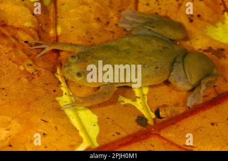 Le rane artigliate di De Witte, le rane artigliate di De Witte, le rane artigliate di De Witte, gli anfibi, altri animali, le rane, gli animali, La rana artigliata di De Witte (Xenopus Foto Stock