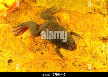 Le rane artigliate di De Witte, le rane artigliate di De Witte, le rane artigliate di De Witte, gli anfibi, altri animali, le rane, gli animali, La rana artigliata di De Witte (Xenopus Foto Stock