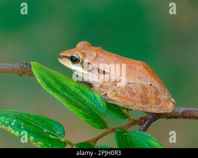 Comune rana indiana (Polipedates maculatus) adulto, riposante sul ramo, Yala N. P. Sri Lanka Foto Stock