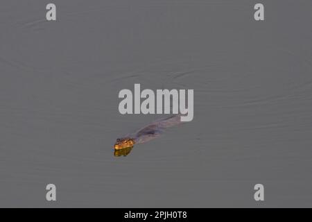 Monitor dell'acqua (Varanus salvator macromaculatus) per adulti, nuoto, Sundarbans, Gange Delta, Bengala Occidentale, India Foto Stock