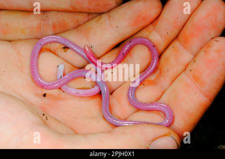 Canottaggio, canottaggio, anfibi, altri animali, animali, Caecilian africano del pescatore (Boulengerula fischeri) adulto, tenuto in mano, in montano Foto Stock