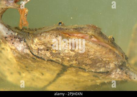 Toad Honeycomb grande, Toad Honeycomb amazzonica, Toad Honeycomb amazzonica, Toad Honeycomb grande, Amphibiani, Altri animali, rane, Toad, Toads Foto Stock