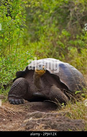Testudo elefantopus porteri porteri porteri, Galapagos tartaruga gigante, Galapagos tartaruga elefante, Galapagos galapagos tartarughe giganti (Geochelone nigra) e Foto Stock