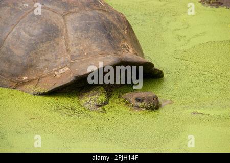 Testudo elefantopus porteri porteri porteri, Galapagos tartaruga gigante, Galapagos tartaruga elefante, Galapagos galapagos tartarughe giganti (Geochelone nigra) e Foto Stock